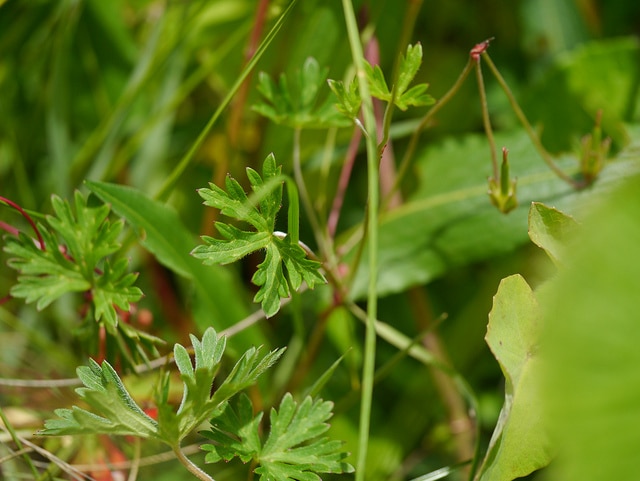 Géranium vivace regelii