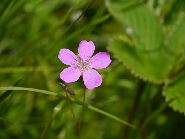 Géranium vivace regelii (Geranium regelii)