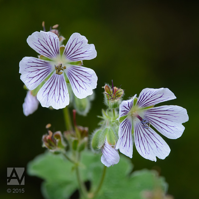 Géranium vivace à feuilles de crèpe (Geranium renardii)
