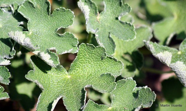 Géranium vivace à feuilles de crèpe