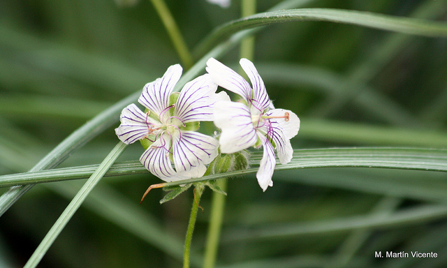 Géranium vivace à feuilles de crèpe