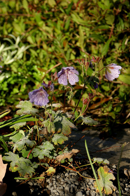 Géranium vivace à feuilles de crèpe