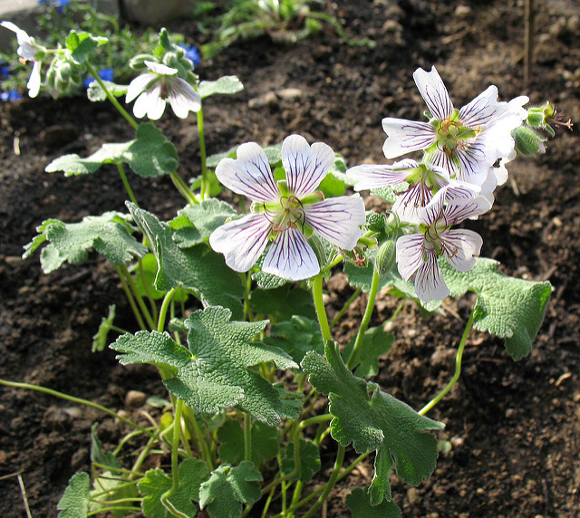 Géranium vivace à feuilles de crèpe