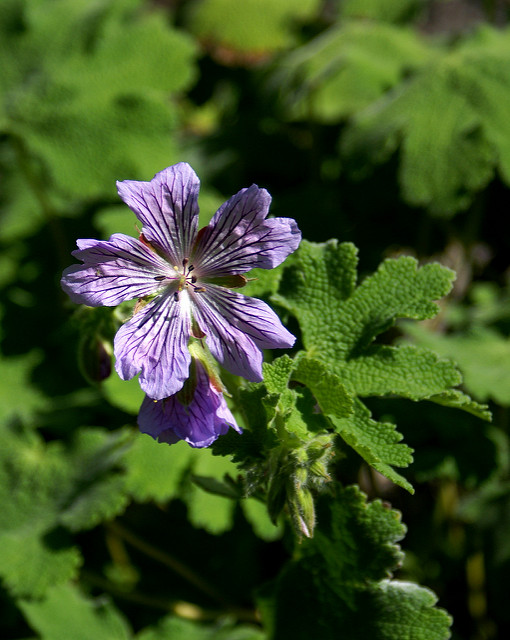 Géranium vivace à feuilles de crèpe