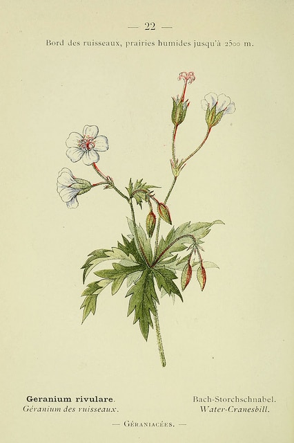 Géranium blanc (Geranium rivulare)