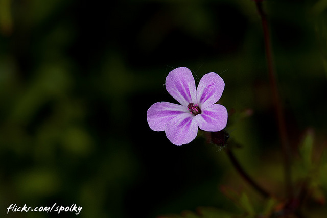 Géranium herbe à robert