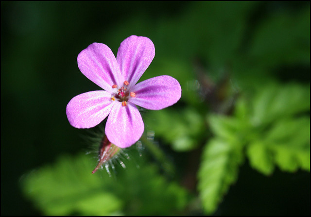 Géranium herbe à robert