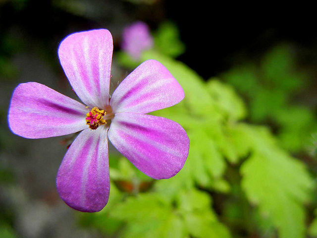 Géranium herbe à robert