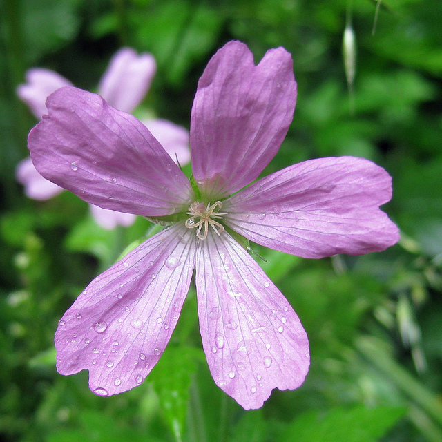 Géranium herbe à robert