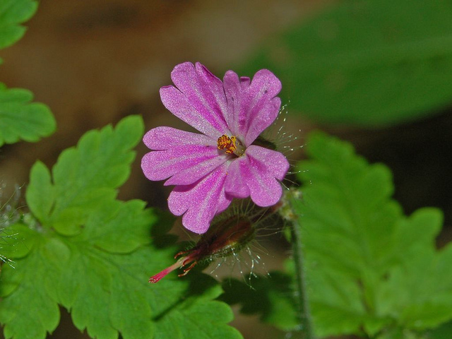 Géranium herbe à robert (Geranium robertianum)