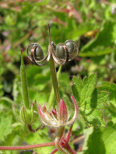 Géranium à feuilles rondes (Geranium rotundifolium)