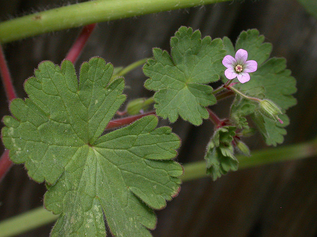 Géranium à feuilles rondes