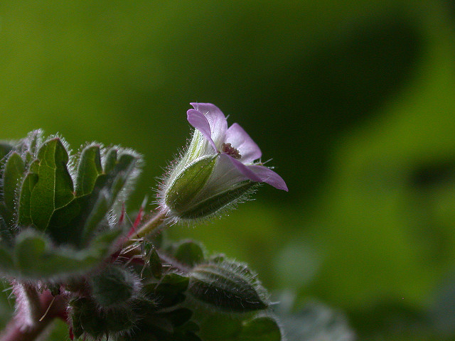 Géranium à feuilles rondes