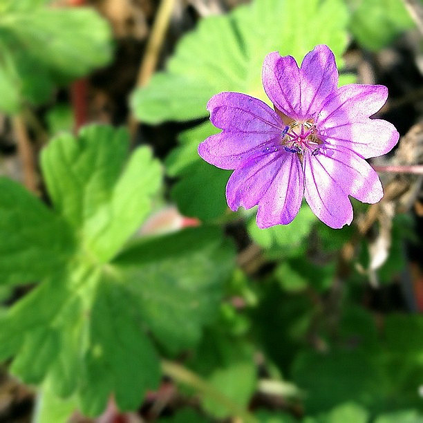 Géranium à feuilles rondes
