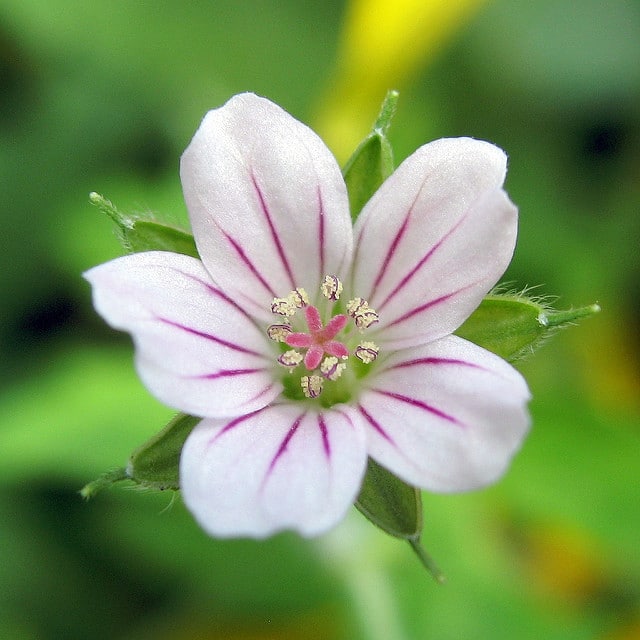 Géranium de sibérie (Geranium sibiricum)