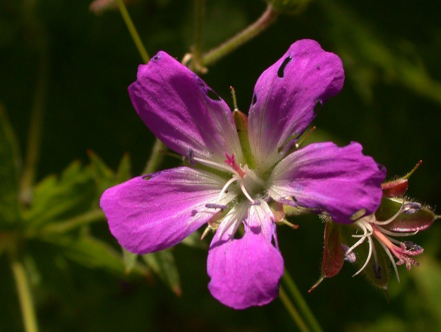 Géranium des bois