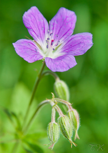 Géranium des bois