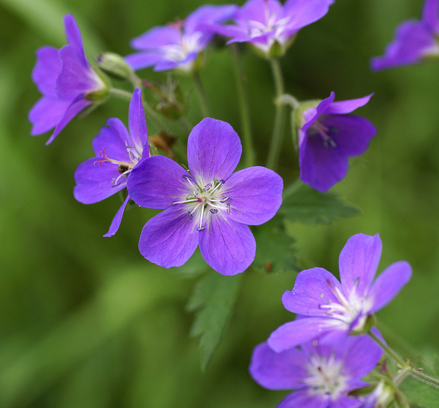 Géranium des bois