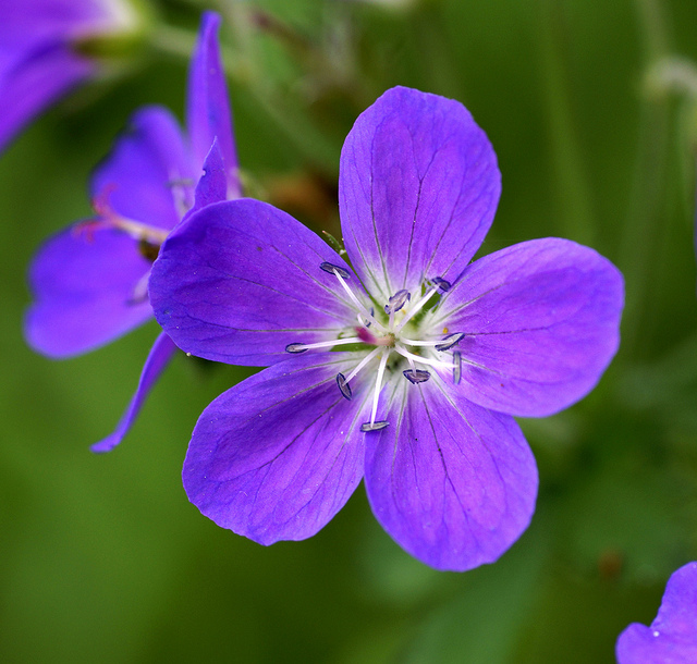 Géranium des bois (Geranium sylvaticum)
