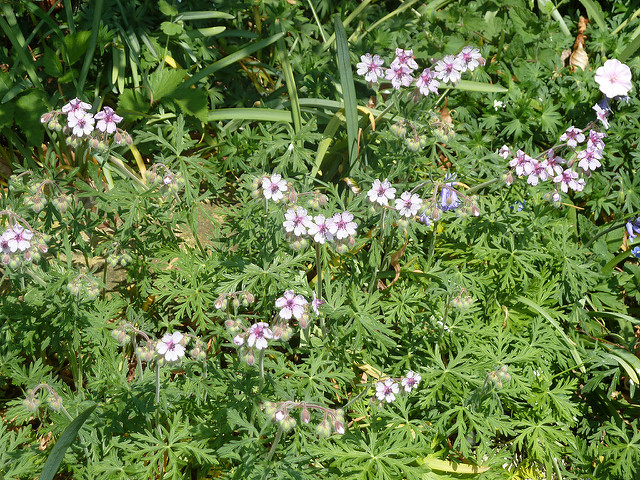 Géranium tubéreux