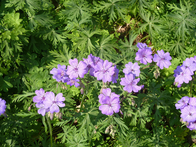 Géranium tubéreux