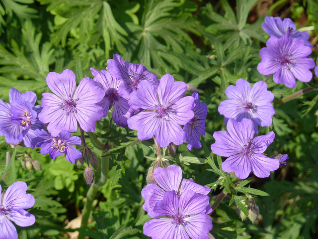 Géranium tubéreux