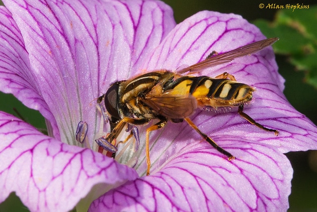Géranium vivace versicolor