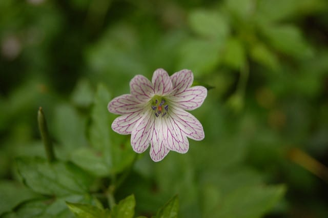 Géranium vivace versicolor