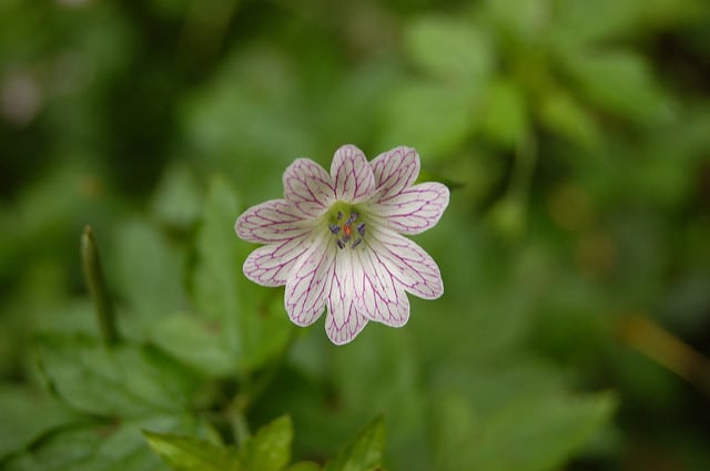 Géranium vivace versicolor