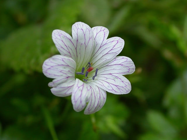 Géranium vivace versicolor (Geranium versicolor)