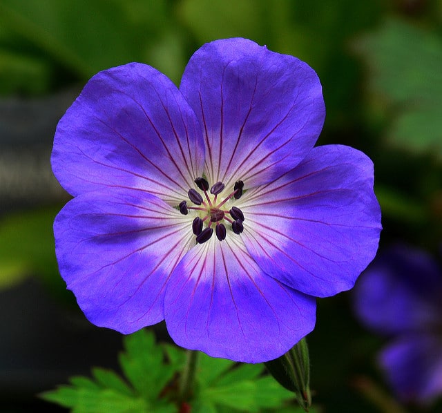 Geranium wallichianum