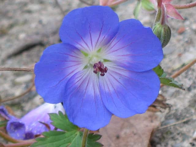 Geranium wallichianum