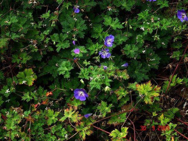Geranium wallichianum