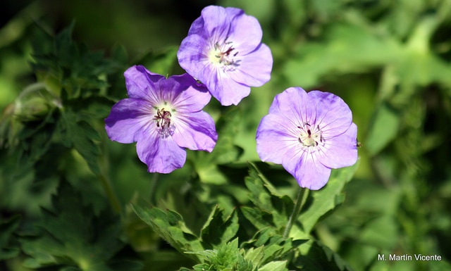 Geranium wallichianum