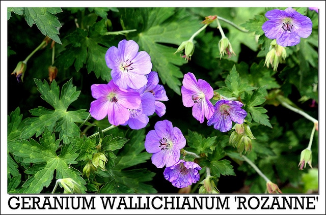 Geranium wallichianum