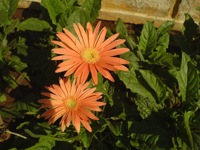 Gerbéra