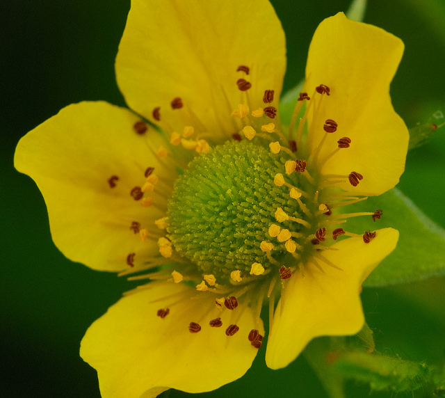Geum aleppicum (Geum aleppicum)