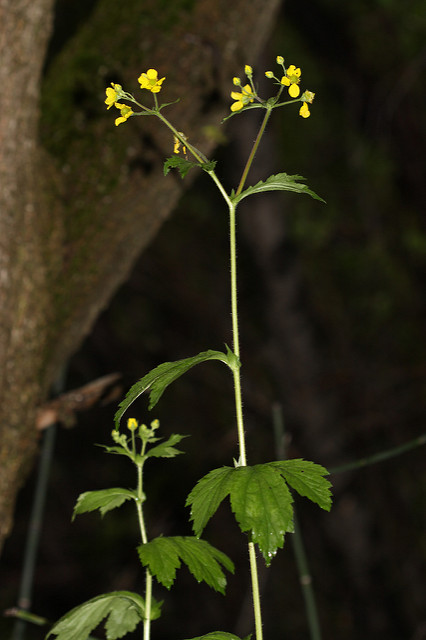 Geum aleppicum