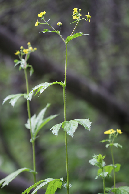 Geum aleppicum