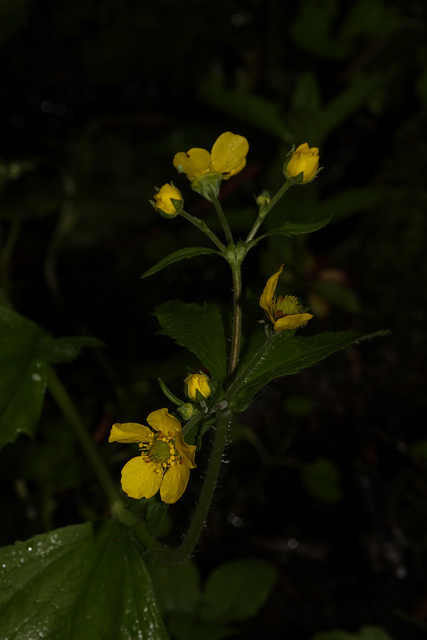Geum aleppicum
