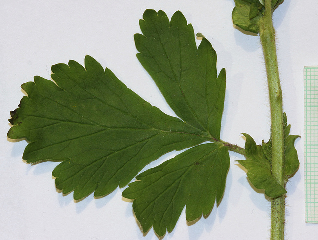 Geum aleppicum