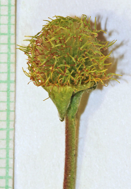 Geum aleppicum