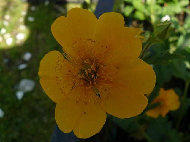Geum bulgaricum (Geum bulgaricum)