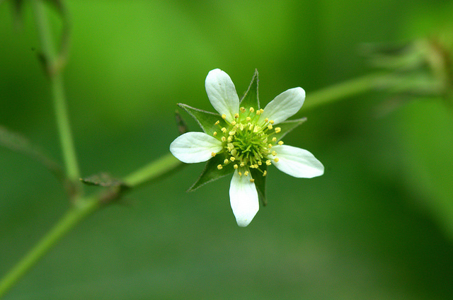 Geum canadense