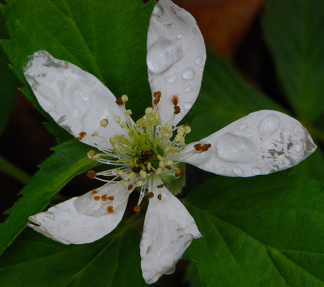 Geum canadense