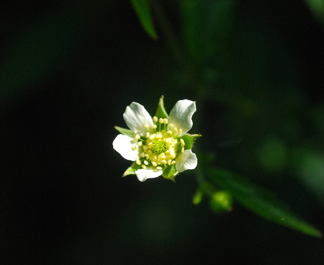 Geum canadense