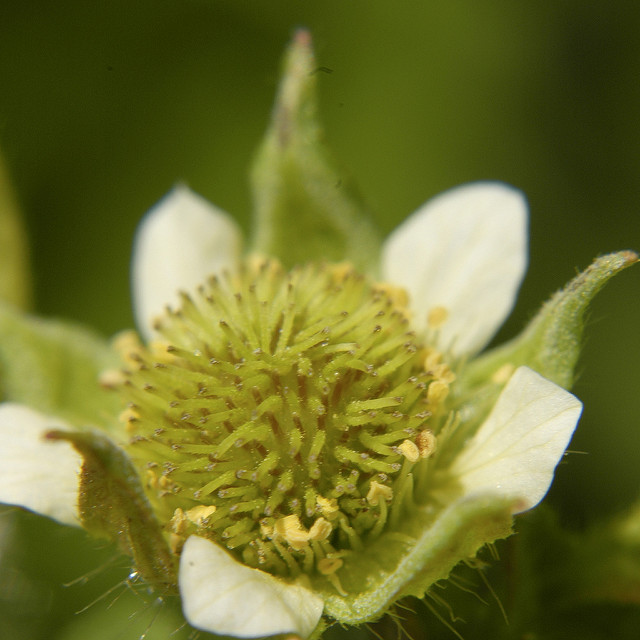 Geum canadense