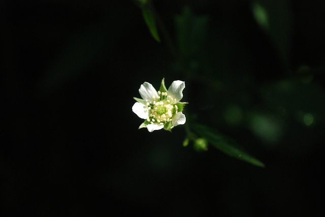 Geum canadense