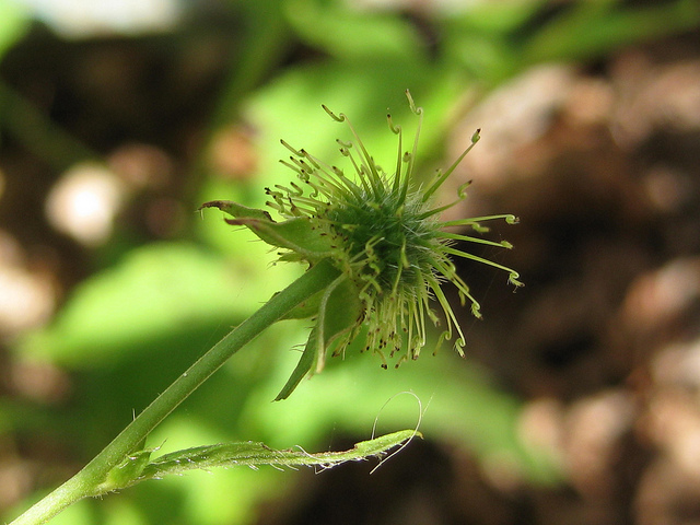 Geum canadense (Geum canadense)