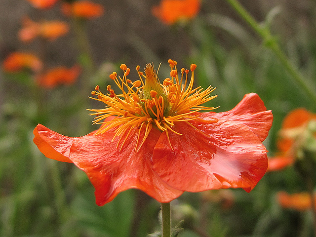 Benoîte orangée